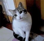 4199541580747042.gif