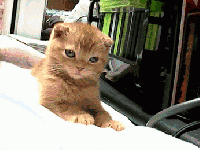2045853399739413.gif