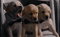 4660058991520322.gif